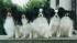 Bunte Papillons