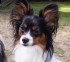 Hans Hogan 15 month